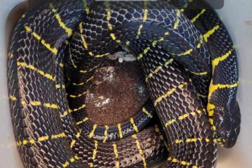 Giftschlangen kaufen und verkaufen Foto: boiga dendrophila abzugeben