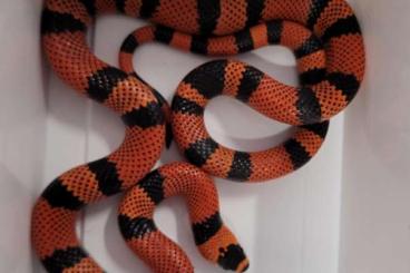 Nattern ungiftige kaufen und verkaufen Photo: lampropeltis abnorma / hondurensis futterfest auf frost babyratten Nattern ungiftige kaufen und verkaufen Photo: lampropeltis abnorma / hondurensis futterfest auf frost babyratten