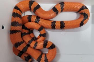 Nattern ungiftige kaufen und verkaufen Photo: lampropeltis abnorma / hondurensis futterfest auf frost babyratten Nattern ungiftige kaufen und verkaufen Photo: lampropeltis abnorma / hondurensis futterfest auf frost babyratten