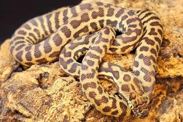 Pythons kaufen und verkaufen Foto: Wheatbelt locality Western Stimson's python 