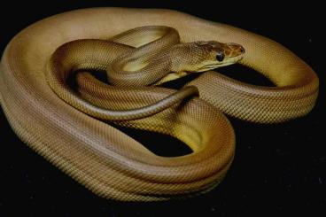 Pythons kaufen und verkaufen Foto: Australian olive pythons 