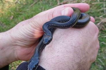 Snakes kaufen und verkaufen Photo: 1.1 Elaphe dione Melanetik Snakes kaufen und verkaufen Photo: 1.1 Elaphe dione Melanetik
