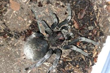 - bird spiders kaufen und verkaufen Photo: 1.0 Brachypelma smithi, Xenesthis spec. White - bird spiders kaufen und verkaufen Photo: 1.0 Brachypelma smithi, Xenesthis spec. White
