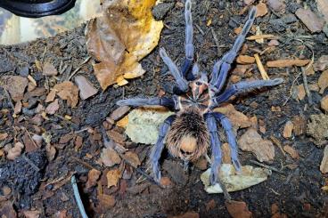 Vogelspinnen kaufen und verkaufen Foto: X.0 Xenesthis spec. blue Vogelspinnen kaufen und verkaufen Foto: X.0 Xenesthis spec. blue