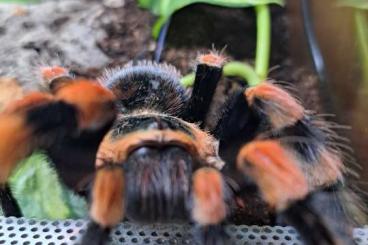 - bird spiders kaufen und verkaufen Photo: 0.1. Brachypelma smithi - bird spiders kaufen und verkaufen Photo: 0.1. Brachypelma smithi