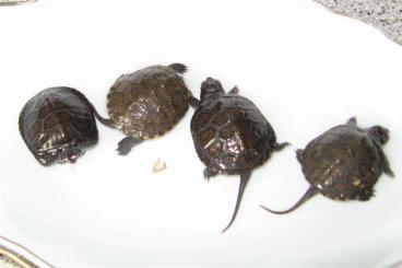 Sumpfschildkröten kaufen und verkaufen Foto: Europ.Sumpfschildkröten,Emys orbicularis orbicularis Haplotyp IIa 