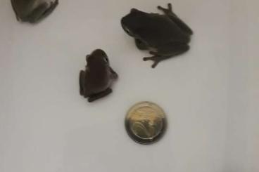 frogs kaufen und verkaufen Photo: Litoria caerulea für Börse Hamburg am 01.06.25 frogs kaufen und verkaufen Photo: Litoria caerulea für Börse Hamburg am 01.06.25
