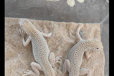 Echsen  kaufen und verkaufen Foto: Uma notata "rufopunctata"