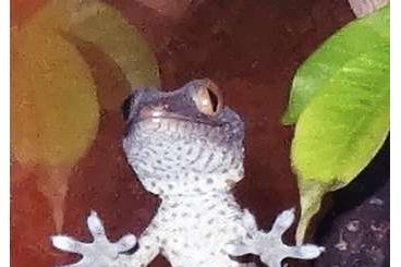 Geckos kaufen und verkaufen Photo: 0.0.1 Gekko gecko, Tokeh, vermutlich 1.0 (Männchen) Geckos kaufen und verkaufen Photo: 0.0.1 Gekko gecko, Tokeh, vermutlich 1.0 (Männchen)