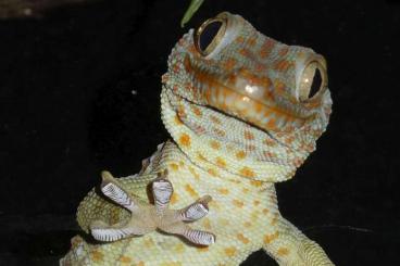 Geckos kaufen und verkaufen Foto: 0.0.3 Gekko gecko, Tokehs, vermutlich 1.0.2 Geckos kaufen und verkaufen Foto: 0.0.3 Gekko gecko, Tokehs, vermutlich 1.0.2