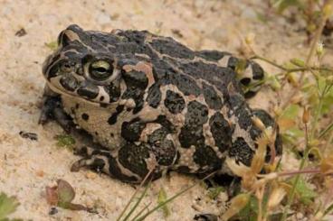 frogs kaufen und verkaufen Photo: Amphib des Jahres 2022: Wechselkröten 