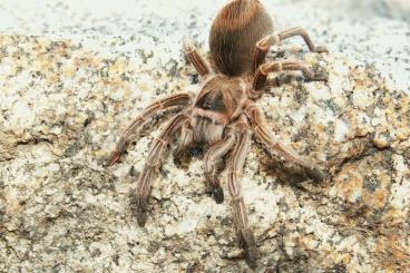 Spinnen und Skorpione kaufen und verkaufen Foto: Available Spiderlings for Hamm