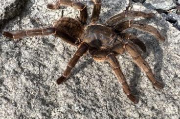 Spinnen und Skorpione kaufen und verkaufen Foto: Available tarantulas for Prague Ziva Exotica
