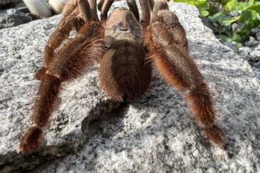 Spiders and Scorpions kaufen und verkaufen Photo: Available tarantulas for Weinstadt