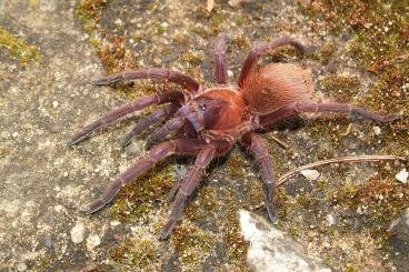 Spiders and Scorpions kaufen und verkaufen Photo: Spiderlings Citharacanthus cyaneus Spiders and Scorpions kaufen und verkaufen Photo: Spiderlings Citharacanthus cyaneus