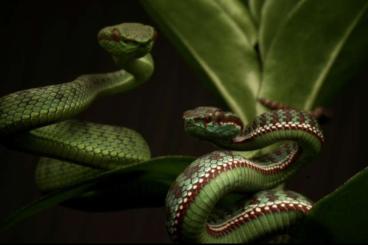 Snakes kaufen und verkaufen Photo: For Hamm and/or Houten CB‘s asian pitvipers 