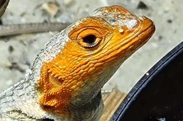 Lizards kaufen und verkaufen Photo: Microlophus cf. albemarlensis abzugeben