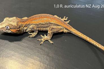 Geckos kaufen und verkaufen Photo: Rhacodactylus auriculatus Eurydactylodes agricolae Geckos kaufen und verkaufen Photo: Rhacodactylus auriculatus Eurydactylodes agricolae