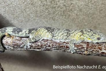 Geckos kaufen und verkaufen Photo: Eurydactylodes agricolae, DNZ 2024 Geckos kaufen und verkaufen Photo: Eurydactylodes agricolae, DNZ 2024