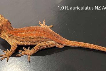 Geckos kaufen und verkaufen Photo: Rhacodactylus auriculatus; NZ 2023 und 2024 Geckos kaufen und verkaufen Photo: Rhacodactylus auriculatus; NZ 2023 und 2024