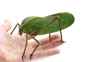 Insekten kaufen und verkaufen Photo: Siliquofera grandis - Riesen-Blattschrecke Insekten kaufen und verkaufen Photo: Siliquofera grandis - Riesen-Blattschrecke