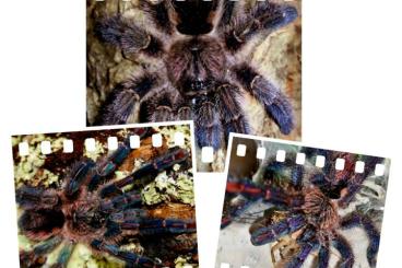 Spiders and Scorpions kaufen und verkaufen Photo: Diverse Vogelspinnen zur Abgabe + Zubehör Spiders and Scorpions kaufen und verkaufen Photo: Diverse Vogelspinnen zur Abgabe + Zubehör