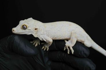 Geckos kaufen und verkaufen Foto: 1.1 R. auriculatus, gargoyle gecko, Höckerkopfgecko