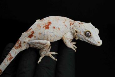 Geckos kaufen und verkaufen Photo: R. auriculatus, gargoyle gecko females