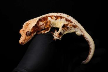 Geckos kaufen und verkaufen Foto: 1.0 crested gecko, Lilly White, Kronengecko
