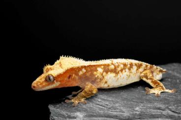 Geckos kaufen und verkaufen Photo: Kronengecko, crested gecko Geckos kaufen und verkaufen Photo: Kronengecko, crested gecko