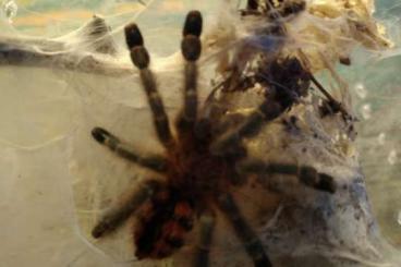 - bird spiders kaufen und verkaufen Photo: 0,1 A. minatrix und weitere Vogelspinnen abzugeben 