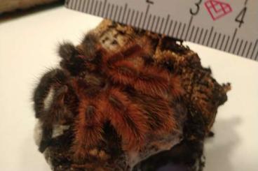 Vogelspinnen kaufen und verkaufen Foto: 1,0 P. victori ca 4 cm KL 20 € Vogelspinnen kaufen und verkaufen Foto: 1,0 P. victori ca 4 cm KL 20 €