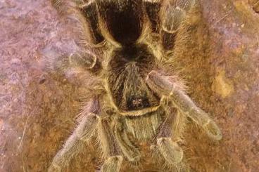 - bird spiders kaufen und verkaufen Photo: 1,0 E. pachypus Recklinghausen oder Versand - bird spiders kaufen und verkaufen Photo: 1,0 E. pachypus Recklinghausen oder Versand