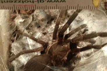 Vogelspinnen kaufen und verkaufen Foto: 1,0 Selenocosmia crassipes KL 3 cm Vogelspinnen kaufen und verkaufen Foto: 1,0 Selenocosmia crassipes KL 3 cm