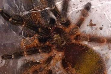 Vogelspinnen kaufen und verkaufen Foto: 1,1 P. victori 4 - 5 cm KL 70 Vogelspinnen kaufen und verkaufen Foto: 1,1 P. victori 4 - 5 cm KL 70