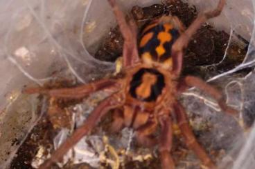 Vogelspinnen kaufen und verkaufen Photo: 1,0 Psalmopoeus campridgei RH 06/25 Vogelspinnen kaufen und verkaufen Photo: 1,0 Psalmopoeus campridgei RH 06/25
