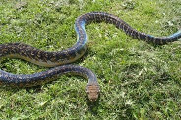 Pythons kaufen und verkaufen Foto: Morelia Amethystina "OKSIBIL"