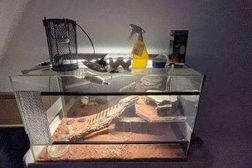 Geckos kaufen und verkaufen Foto: Leopardengecko mit Terrarium