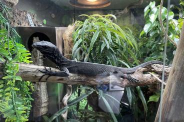 Monitor lizards kaufen und verkaufen Photo: 1,1 Varanus beccarii NLCB GERCB Monitor lizards kaufen und verkaufen Photo: 1,1 Varanus beccarii NLCB GERCB