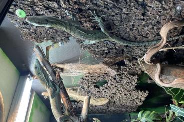 Echsen kaufen und verkaufen Foto: Varanus Kordensis 1.1 CB 2022/2021 Echsen kaufen und verkaufen Foto: Varanus Kordensis 1.1 CB 2022/2021