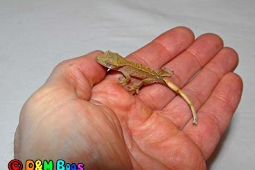 Geckos kaufen und verkaufen Photo: Complete breeding - Rhacodactylus ciliatus