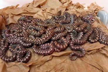 Boas kaufen und verkaufen Photo: Epicrates cenchria alvarezi - Argentine Rainbow Boa NZ 5/2025 Boas kaufen und verkaufen Photo: Epicrates cenchria alvarezi - Argentine Rainbow Boa NZ 5/2025