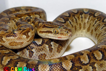 Snakes kaufen und verkaufen Photo: Argentine Rainbow Boa - CB 2017 Snakes kaufen und verkaufen Photo: Argentine Rainbow Boa - CB 2017