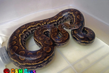 Boas kaufen und verkaufen Photo: September → Hamm (Epicrates cenchria crassus)
