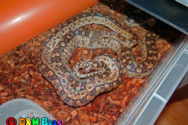 Boas kaufen und verkaufen Photo: Argentine Rainbow Boa - 1,1 CB 2017