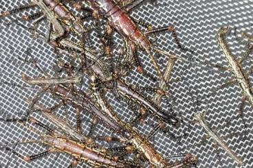 Insekten kaufen und verkaufen Foto: Phasmiden an Selbstabholer zu verschenken