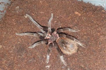 Spinnen und Skorpione kaufen und verkaufen Foto: Schnäppchen! Abverkauf Vogelspinnen!