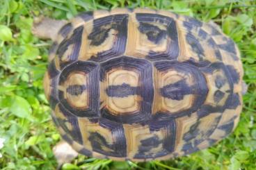 Schildkröten  kaufen und verkaufen Foto: Adultes Pärchen Testudo hermanni hermanni 