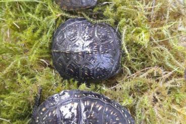 Sumpfschildkröten kaufen und verkaufen Photo: Emys orbicularis Nachzuchten 