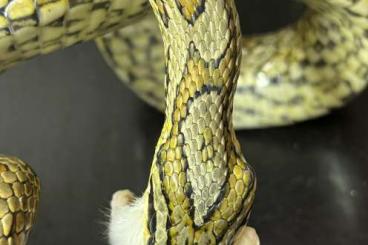 Snakes kaufen und verkaufen Photo: Abzugeben: Elaphe bimaculata (Zweiflecknatter). Snakes kaufen und verkaufen Photo: Abzugeben: Elaphe bimaculata (Zweiflecknatter).